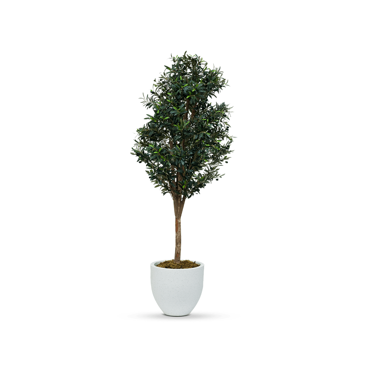 Artificial Olive Tree  With Pot 180Cm