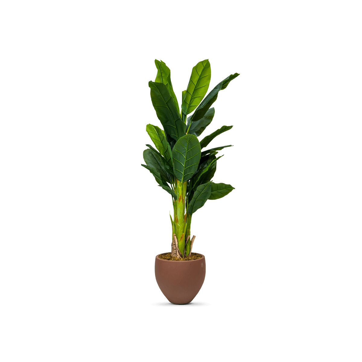 Artificial Banana Tree With Pot 180Cm
