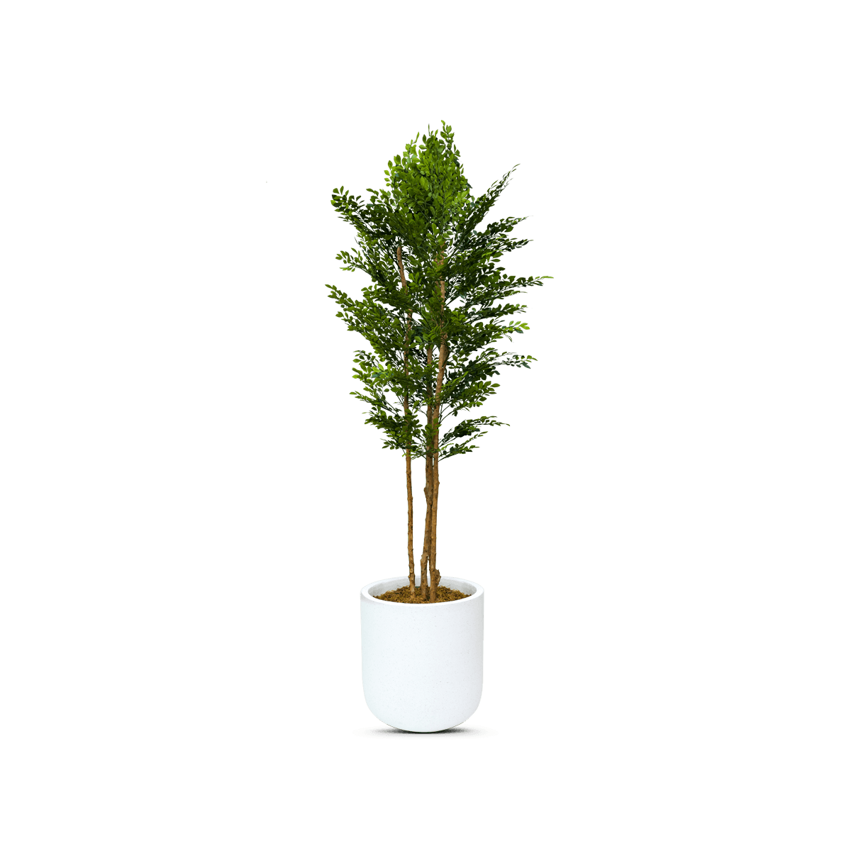 Artificial Acacia Tree With Pot 210Cm