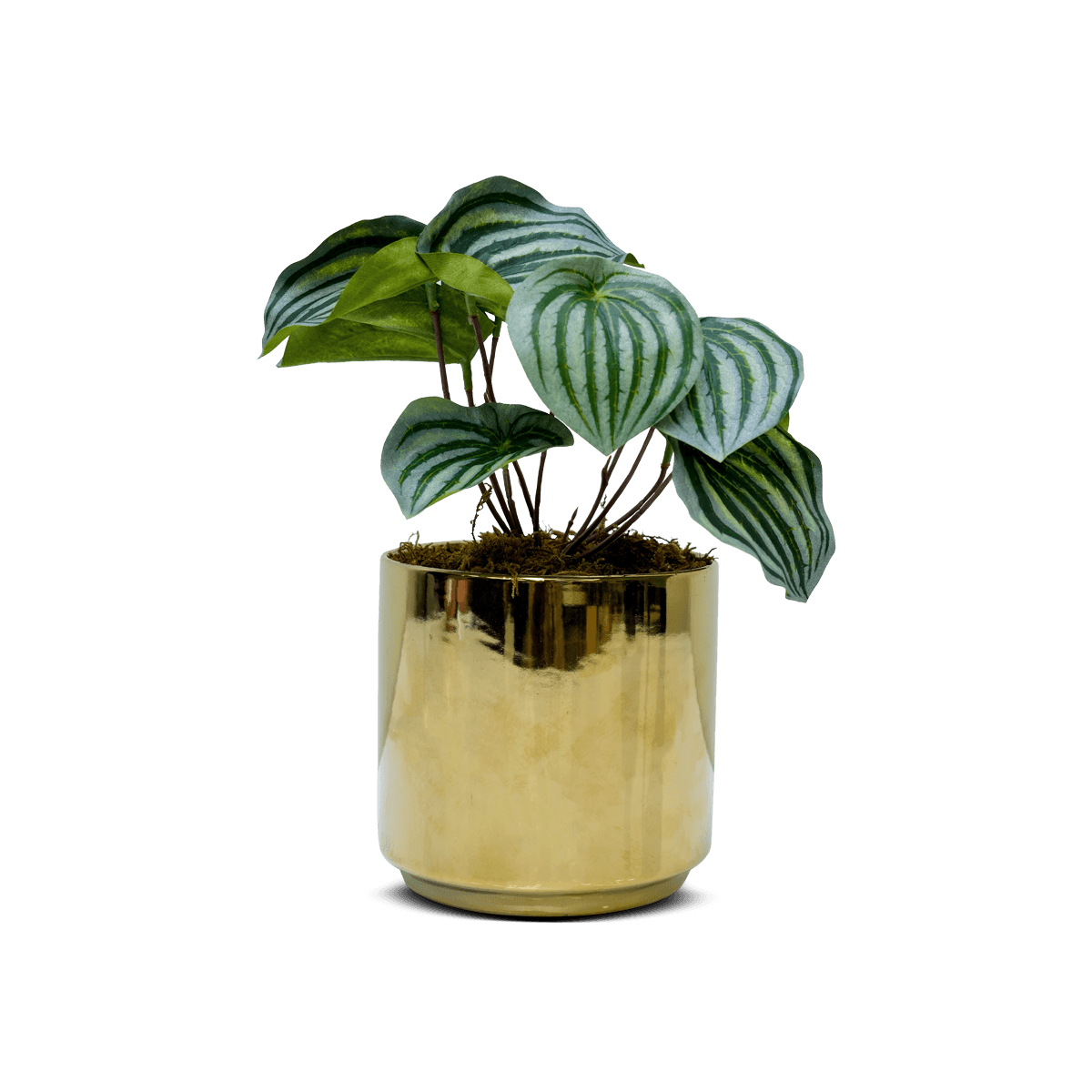 Artificial Peperomia In Gold Pot