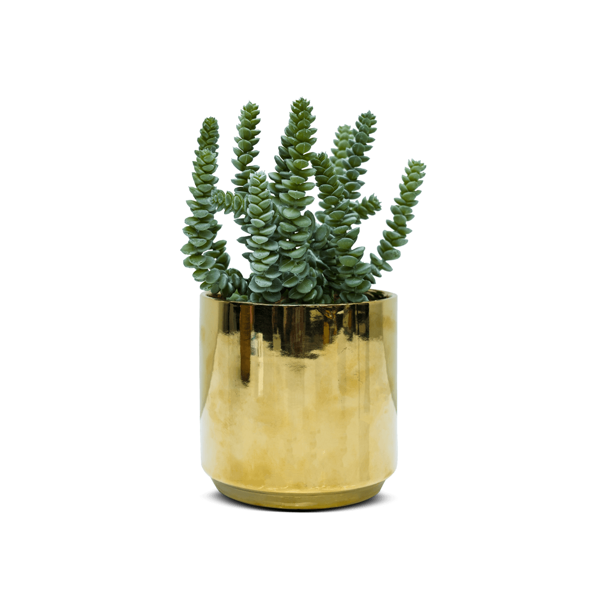 Succulent In Gold Pot