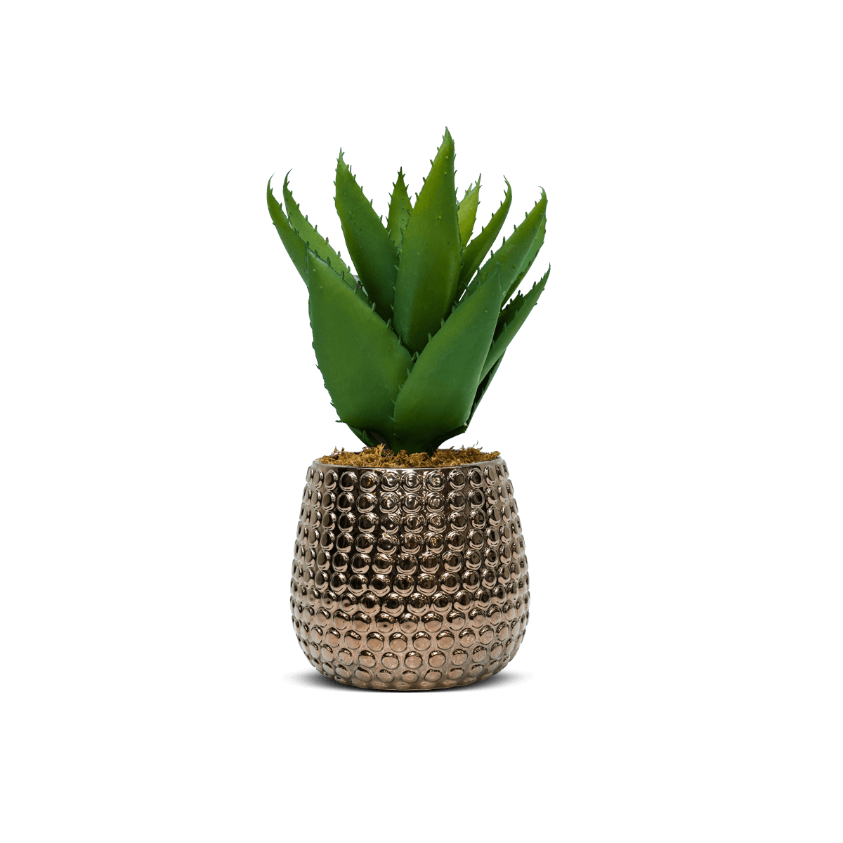 Potted Agave