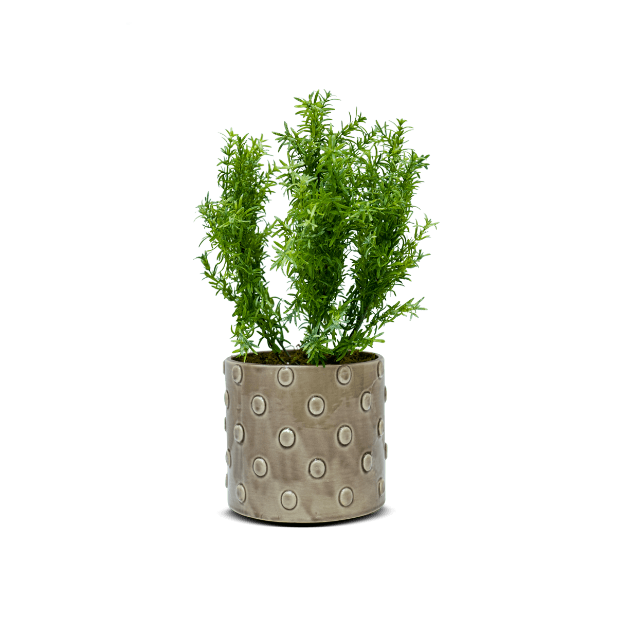 Potted Asparagus